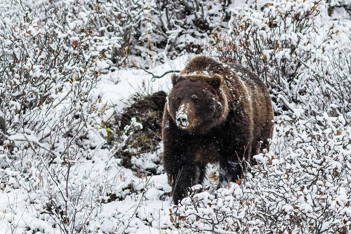 Braunbär 