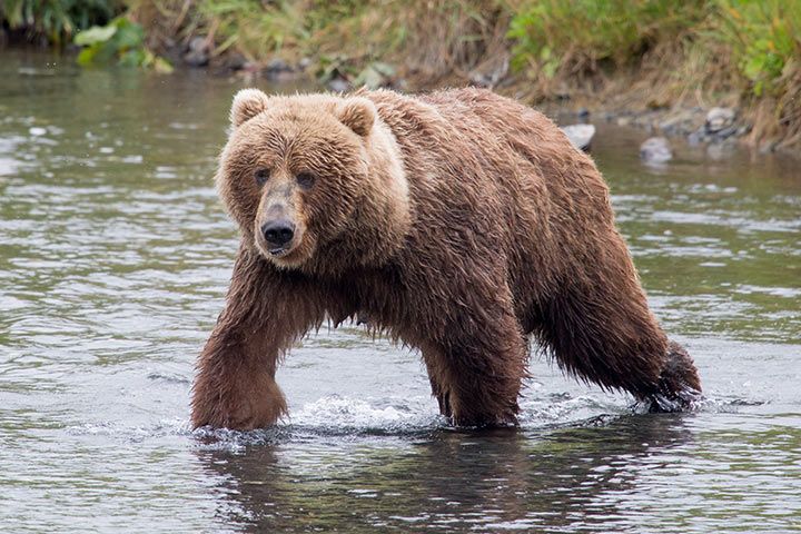 Kodiakbär