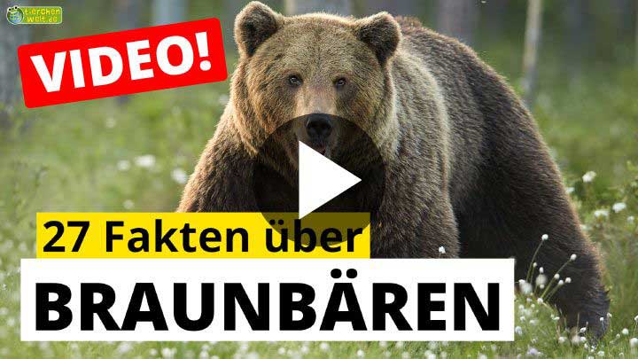 Video Braunbären