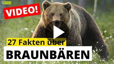 Video Braunbär