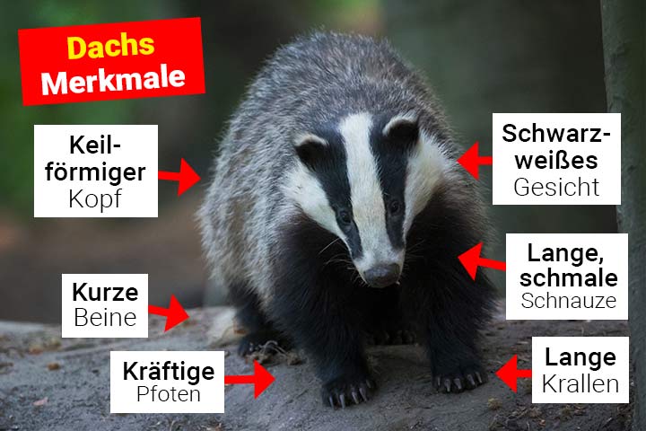 Dachs