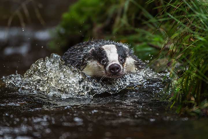 Schwimmender Dachs