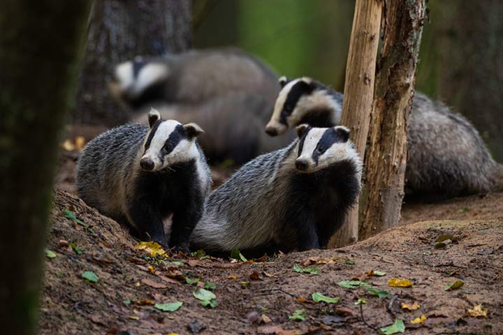 Dachsfamilie