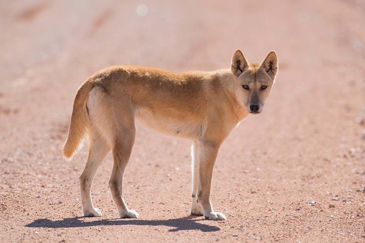 sponsor Abe tildeling Sind Dingos einfach nur verwilderte Hunde?