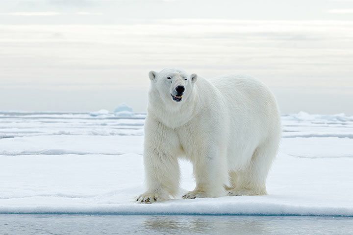 Eisbär