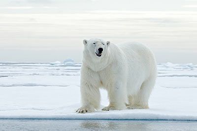 Eisbär