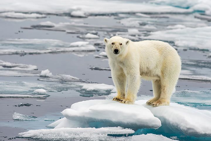 Eisbär