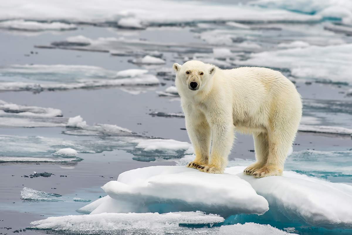 Eisbär