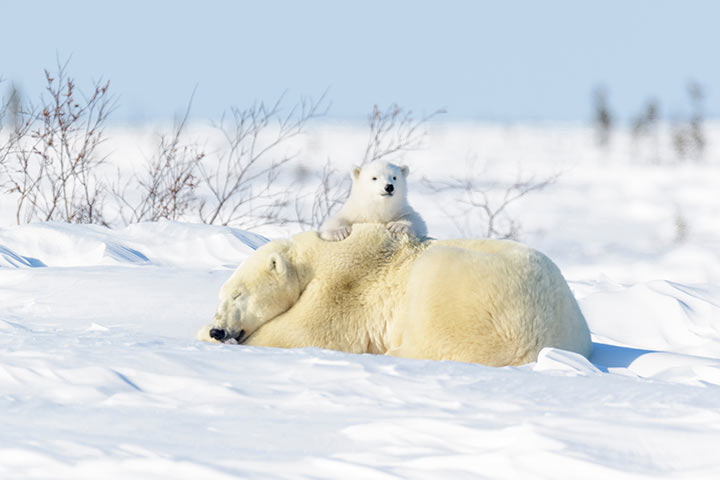 Eisbär