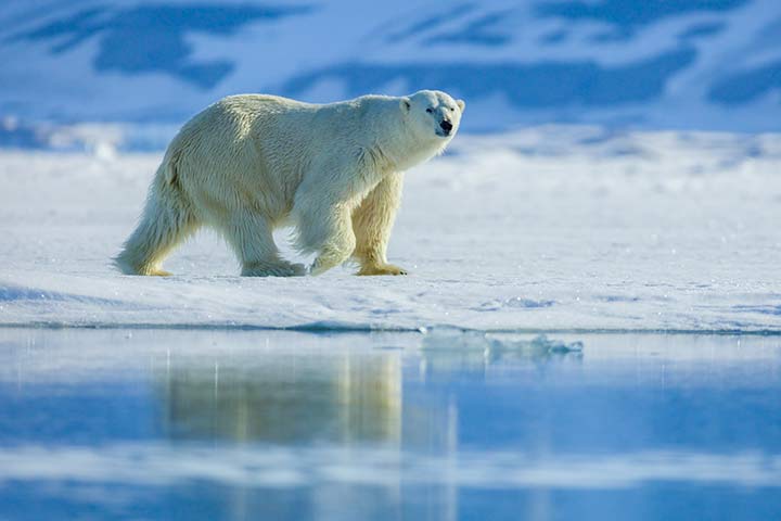 Eisbär in der Arktis