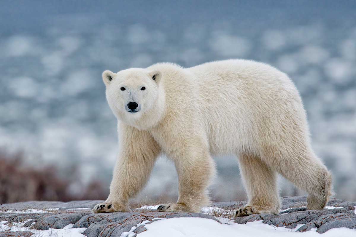 Eisbär in Kanada