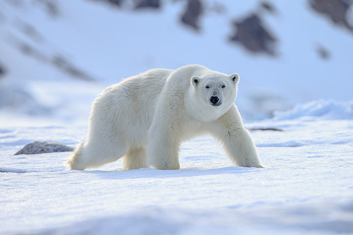 Eisbär