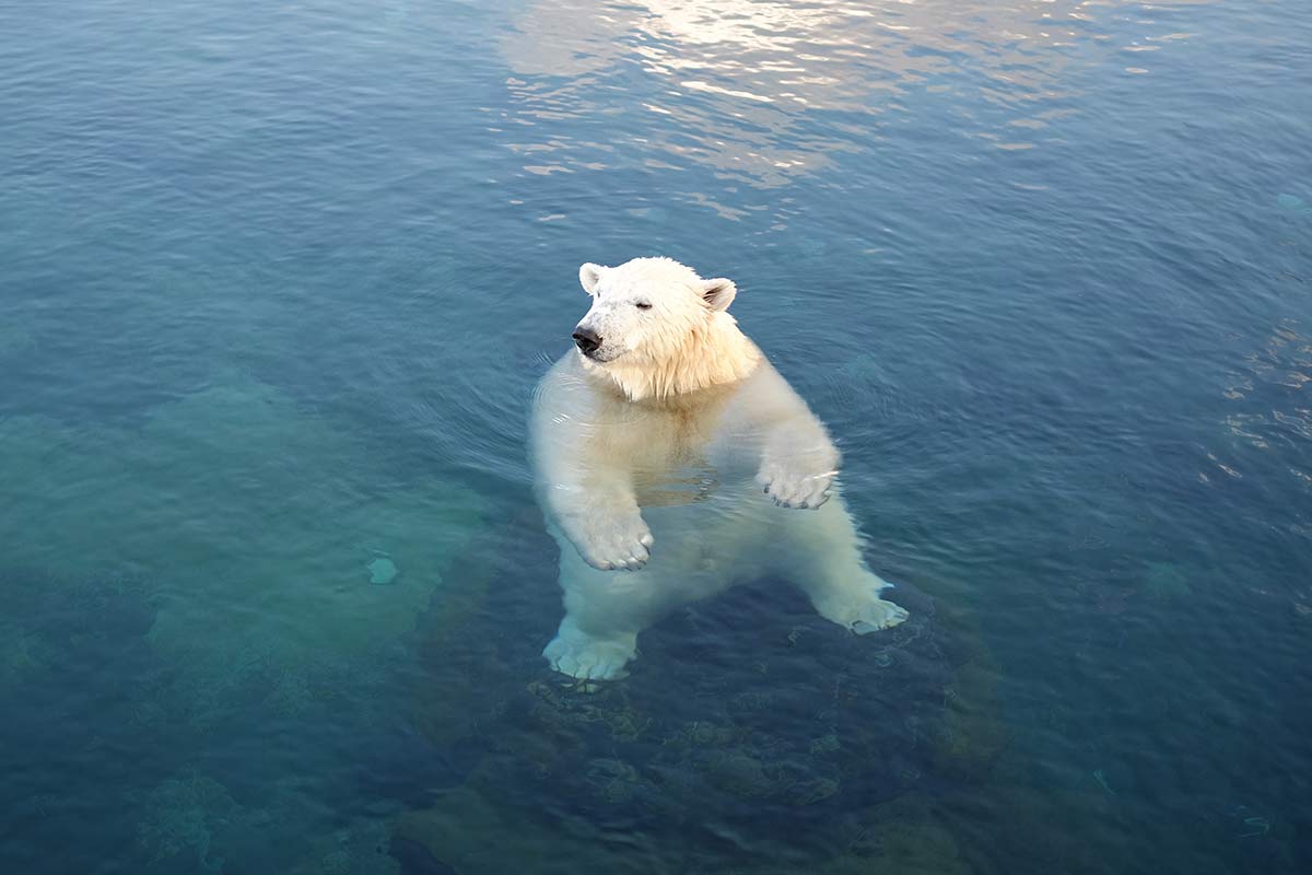 Eisbär im Wasser