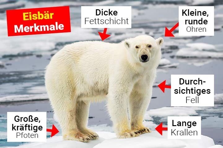 Eisbär Merkmale
