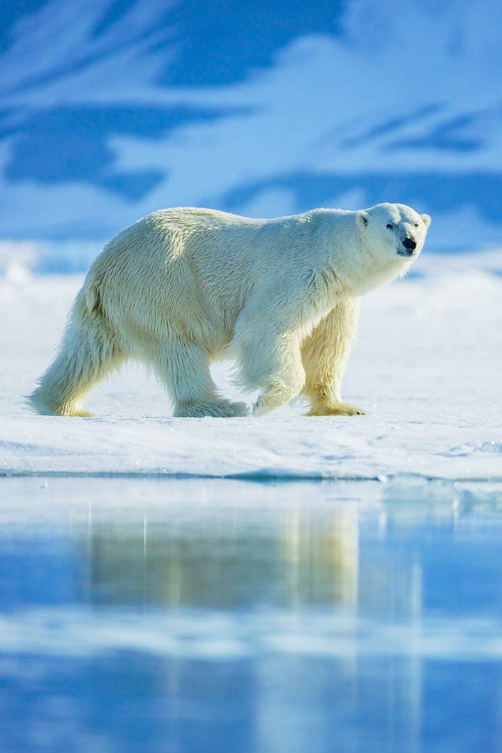 Eisbär in der Arktis