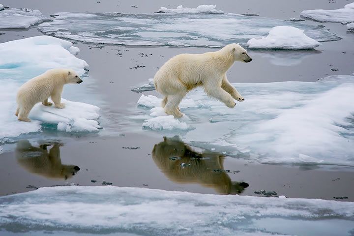 Eisbär