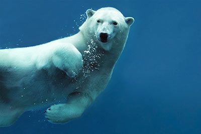 Eisbär