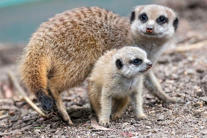 Erdmännchen