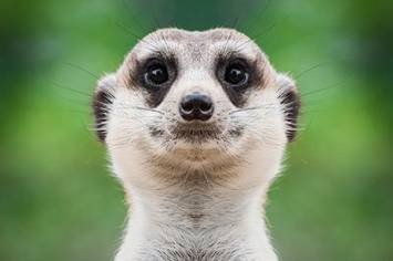 Erdmännchen