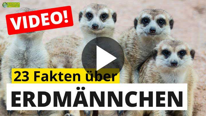 Erdmännchen-Video - 23 Fakten über Erdmännchen