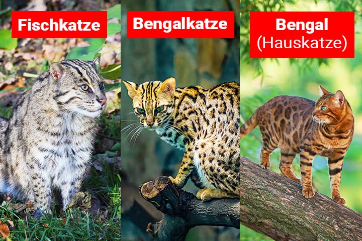Fischkatze oder Bengalkatze – Wo ist der Unterschied?