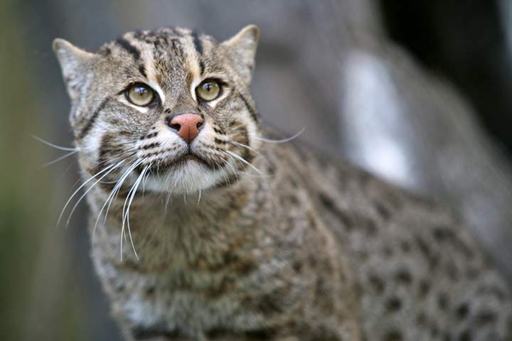 Fischkatze