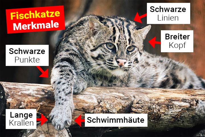 Fischkatze