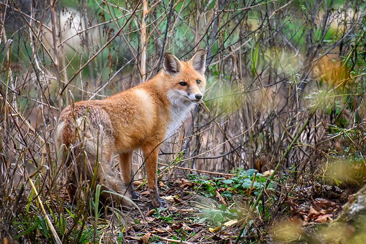 Füchse verstecken Beute als Vorrat für später