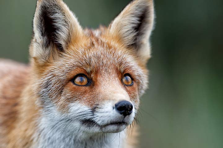 Füchse beobachten genau, was Menschen machen