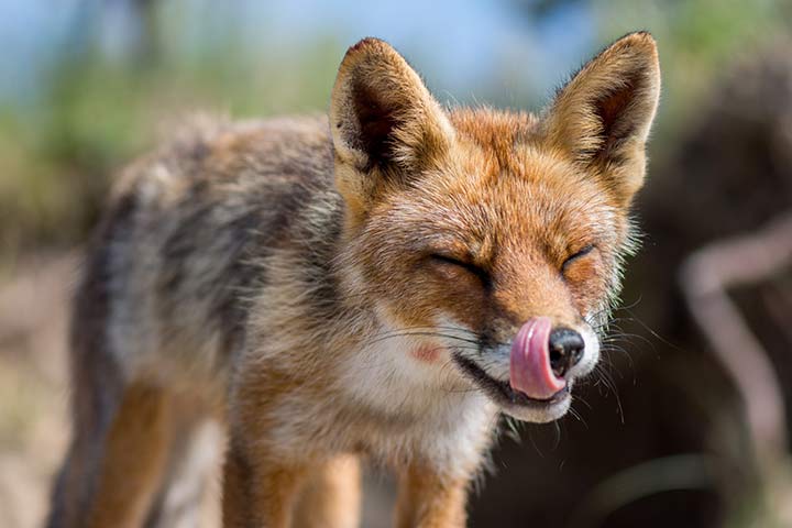 Ein Fuchs leckt sich nach der Mahlzeit das Maul sauber