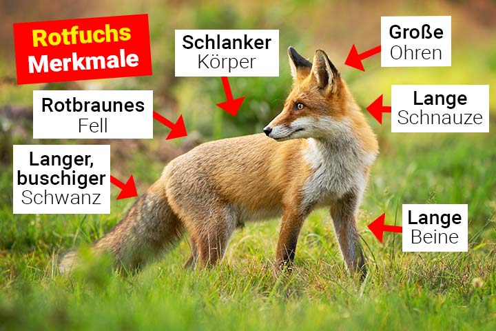Fuchs Merkmale