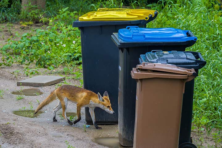 In Mülltonnen finden Füchse viele Essensreste