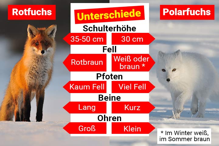 Rotfuchs oder Polarfuchs – Wo ist der Unterschied?