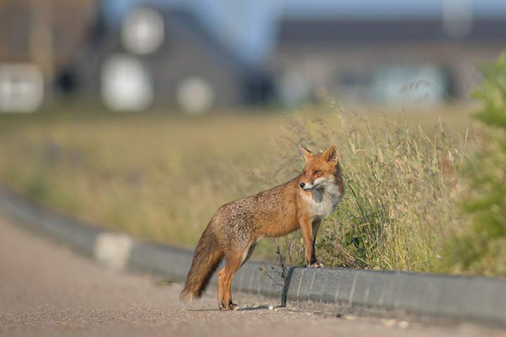 Füchse leben in Städten, weil sie dort leicht Nahrung finden