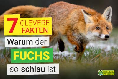 Warum sind Füchse so schlau? 7 clevere Fakten über Rotfüchse!