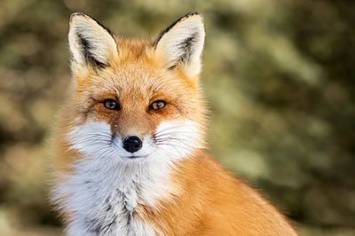 Rot fuchs m