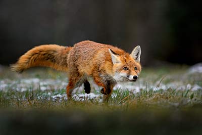 Fuchs