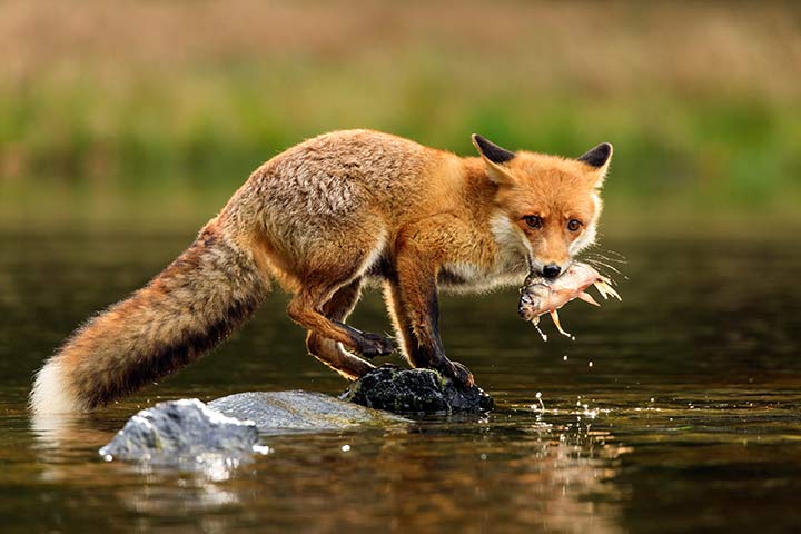 Fuchs mit Beute