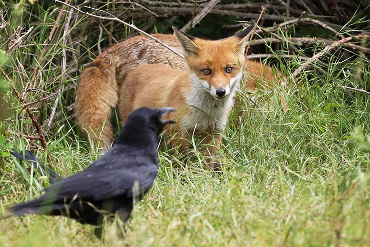 Fuchs und Krähe