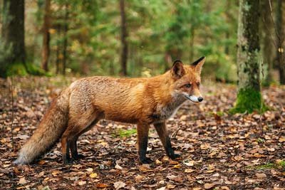 Fuchs-Steckbrief