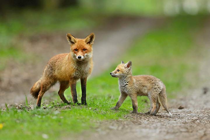 Rotfuchs-Mutter mit Welpe