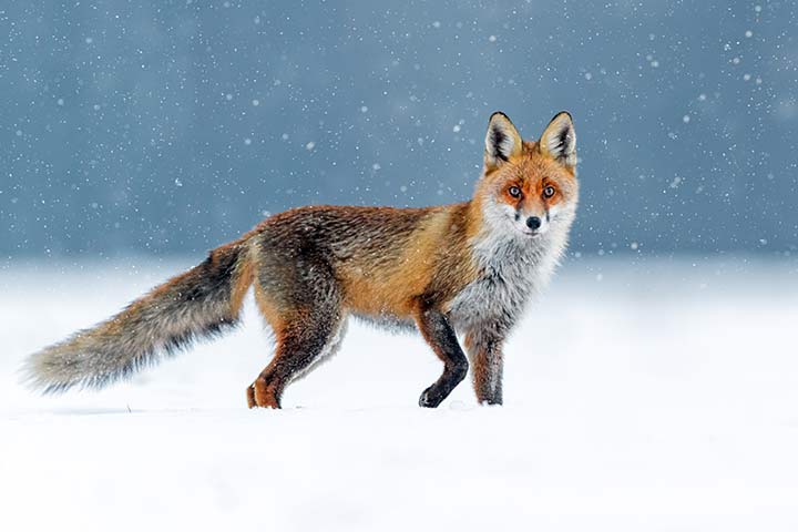 Fuchs im Winter