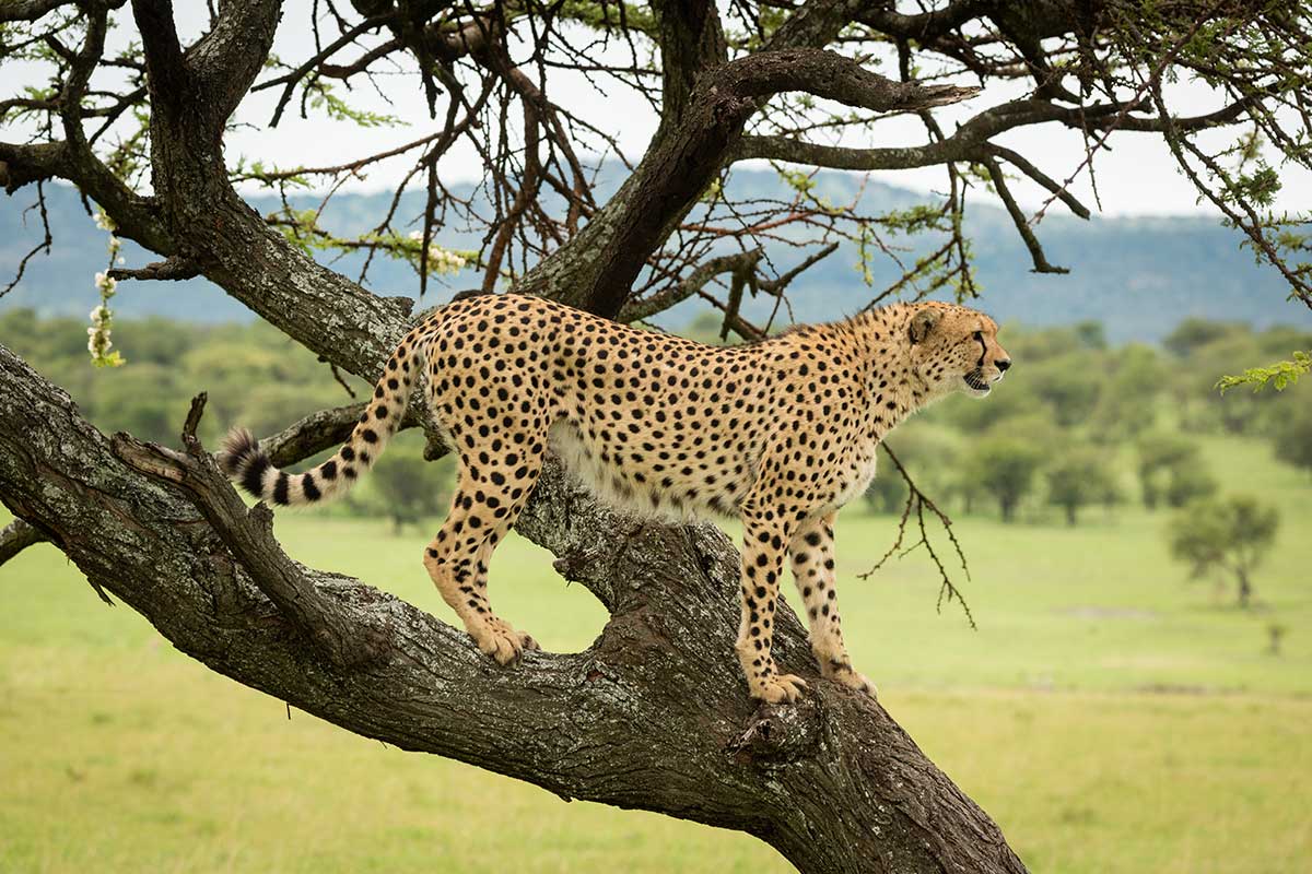 Gepard