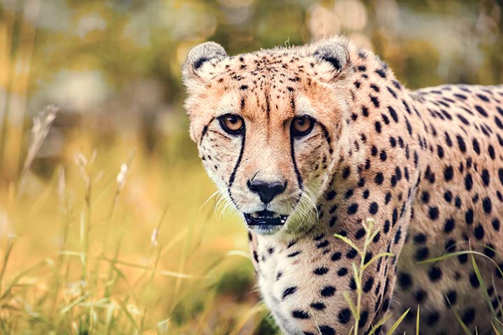 Gepard