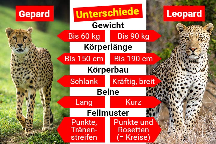 Gepard oder Leopard - Wo ist der Unterschied?