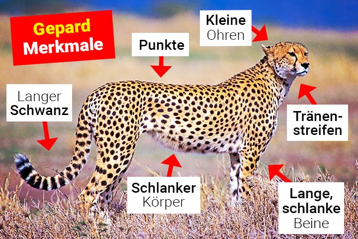 Gepard Merkmale