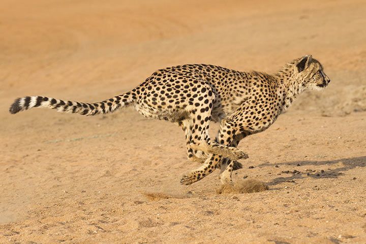 Gepard