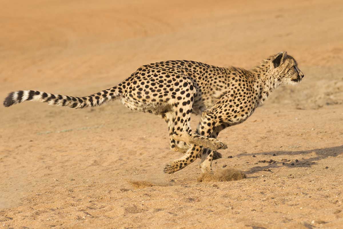 Gepard