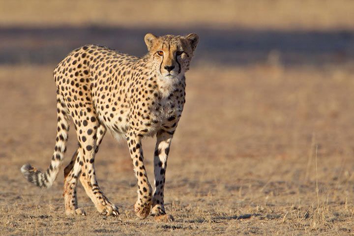 Gepard