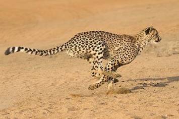 Gepard